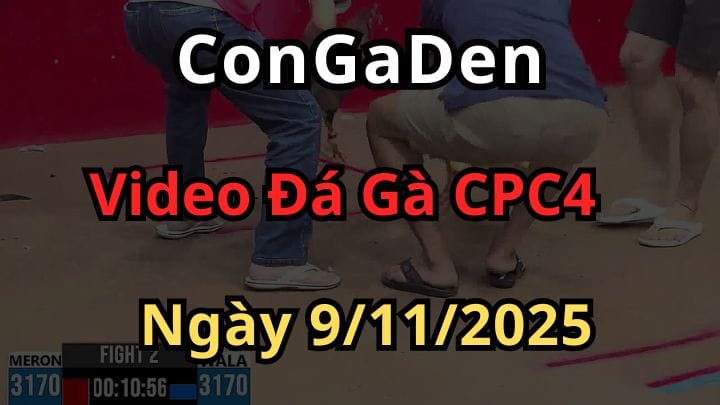 Full Video Đá Gà Trực Tiếp Thomo CPC4 Ngày 9/11/2025